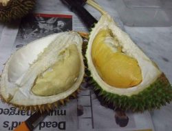 bahaya-durian-doktersehat