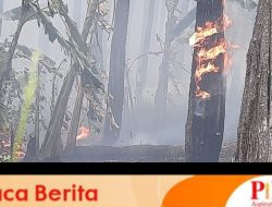 Hutan Pinus Dekat Markas 514 Terbakar, Salah Seorang Prajurit Prajurit 514 Bondowoso Lapor Pemadam Kebakaran Bondowoso