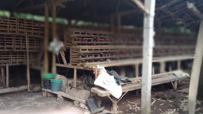 Tak Mengantongi Surat Izin Lingkungan Mendirikan Kandang Ayam Petelur di Dusun Bata Utara RT 27 desa Tegaljati kecamatan Sumberwringin Dikeluhkan Warga