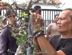 Persatuan Penggemar Bonsai Indonesia (PPBI) Cabang Bondowoso Gelar Silaturahmi Pecinta Bonsai