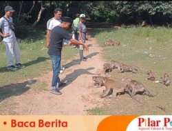 Miris ! Tidak Ada Anggaran Makanan, Hutan Kera Nepa Wisata Tertua di Sampang Tak Diperhatikan