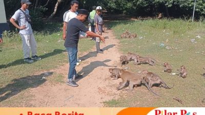 Miris ! Tidak Ada Anggaran Makanan, Hutan Kera Nepa Wisata Tertua di Sampang Tak Diperhatikan